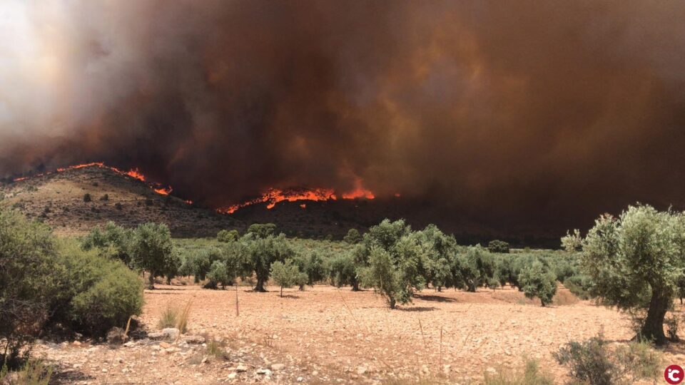 LA UNIÓ de Llauradors assenyala que aproximadament el 10% de les hectàrees afectades per l'incendi de Beneixama estan cultivades