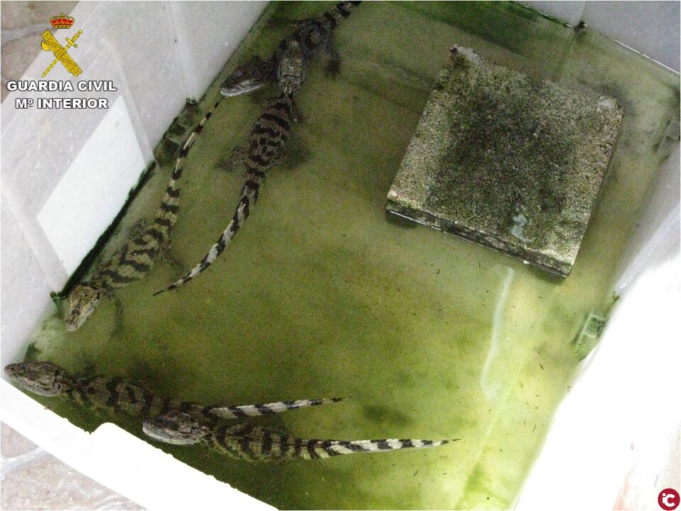La Guardia Civil investiga a 7 personas en Alicante por tráfico de especie