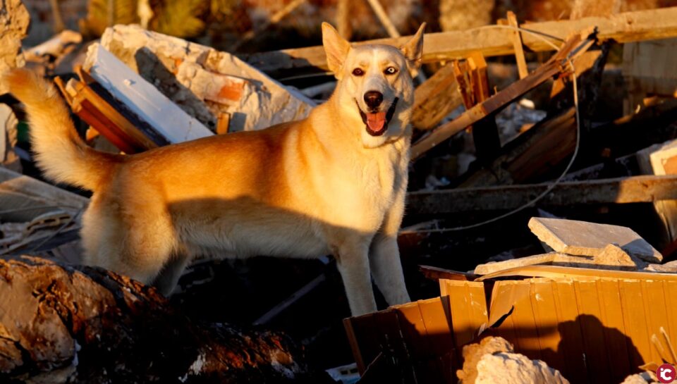 La Unidad Canina de Bomberos del SPEIS despide hoy a Maya tras años de servicios y participar en decenas de rescates
