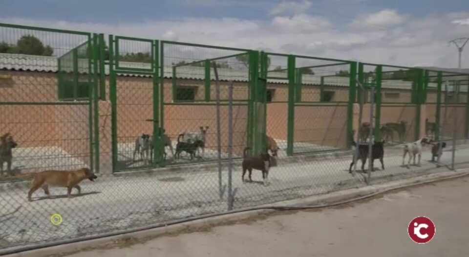 Nos acercamos hasta el Albergue de Animales y Plantas de Vinalopó en "Cerca de ti"