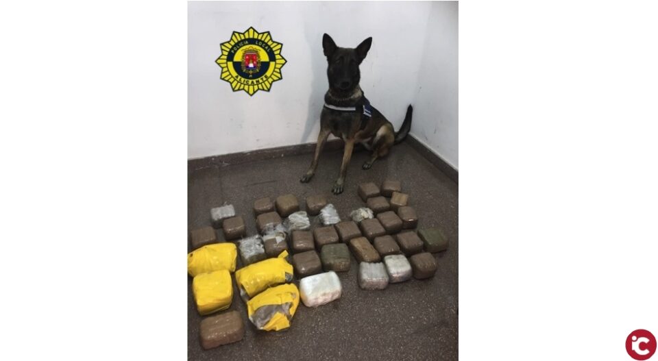 La Unidad Canina de la Policía Local de Alicante decomisa en la Estación de Autobuses un alijo de 20 Kilos de hachís en el autobús procedente de Algeciras
