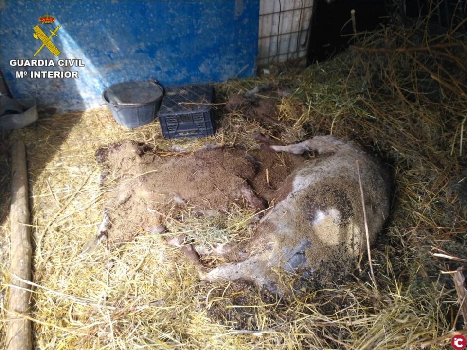 La Guardia Civil detiene en Novelda a un hombre que provocó la muerte de 38 animales tras robar tres veces en una finca