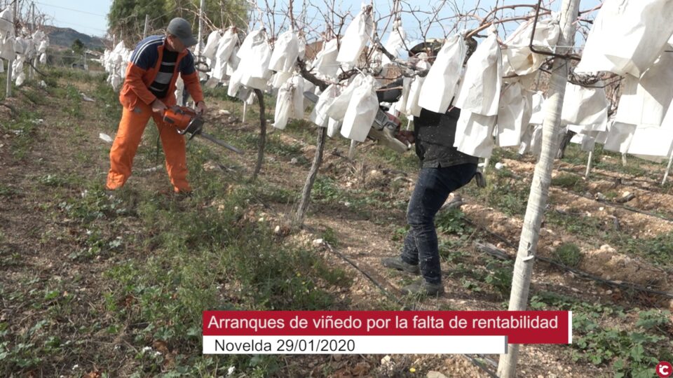 Arranques de viñedos en el Medio Vinalopó por la crisis de la uva de mesa