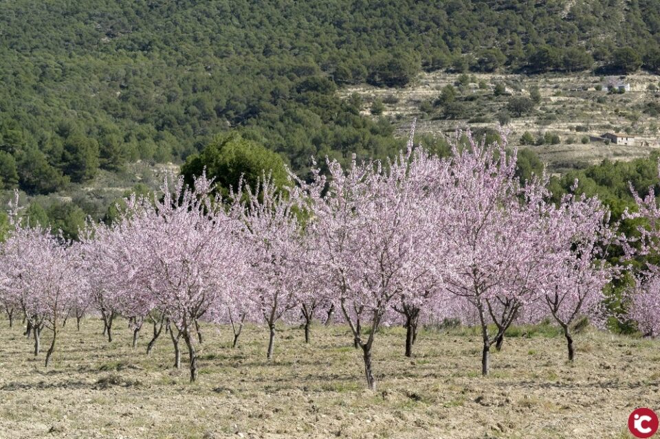 Xixona albergará este viernes el primer encuentro nacional sobre la almendra marcona