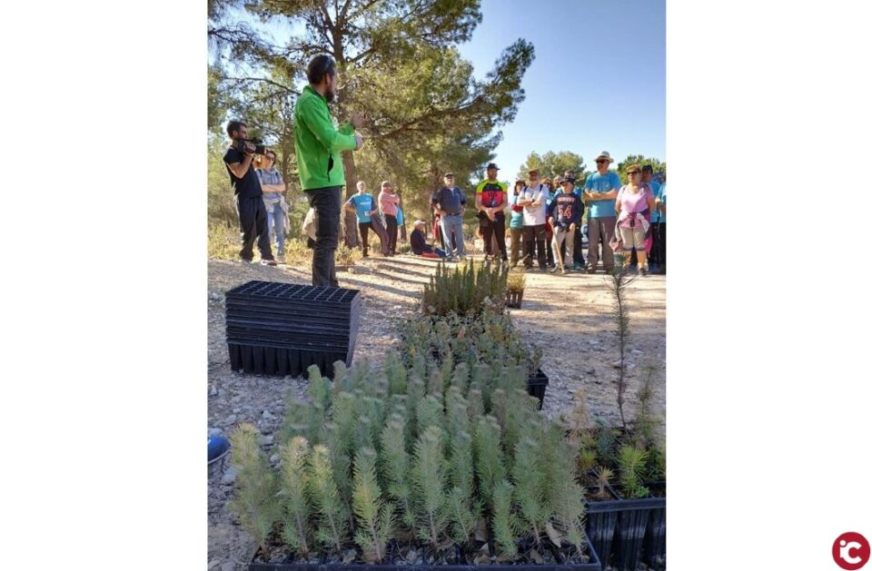 Ibi celebra el Día del Árbol con plantación de árboles y limpieza de residuos del paraje natural