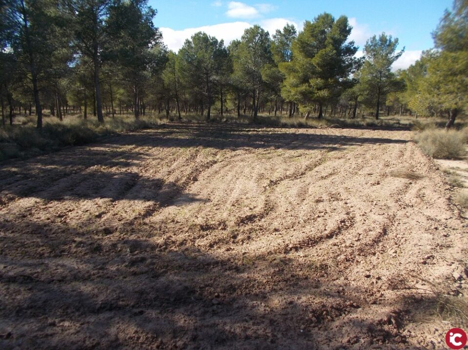 La Diputación de Alicante invierte 40.000 euros en la mejora y ordenación forestal del monte El Plano de Sax