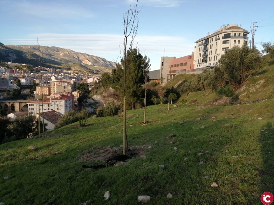 LAjuntament dAlcoi aposta per reforestar la ciutat amb 2.000 exemplars