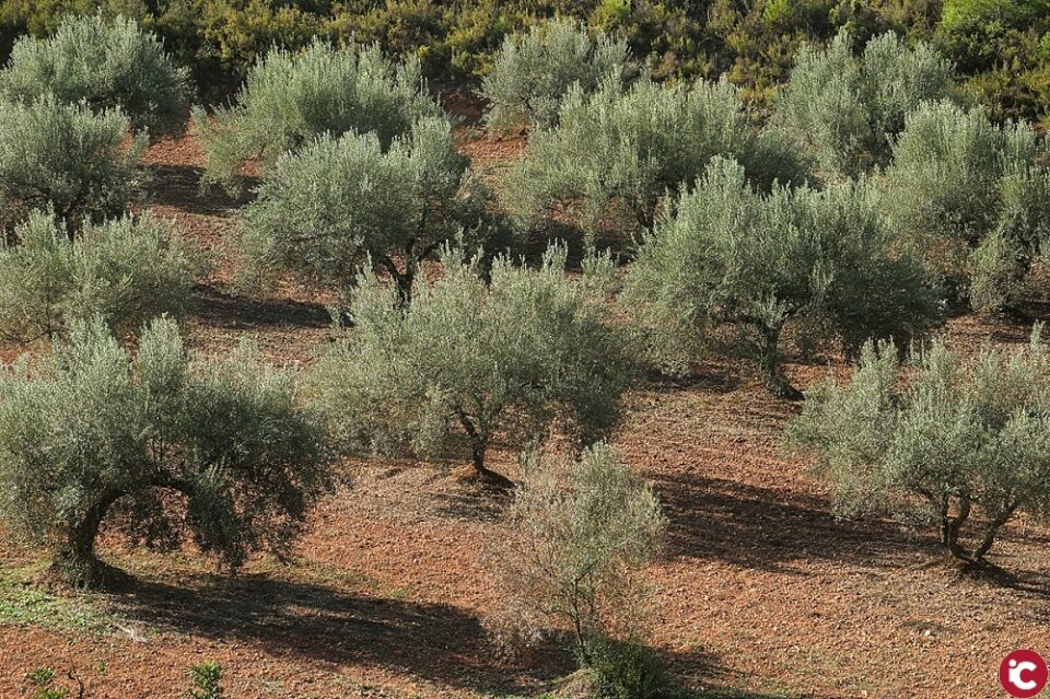 LA UNIÓ informa que el preu de l'oli d'oliva segueix un 22% més baix que l'any passat