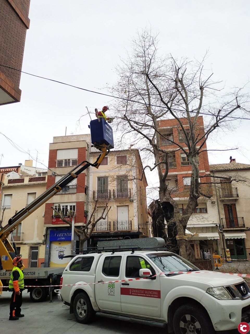 Labores de mantenimiento en el plátino de la Plaza de la Palla por parte del equipo de Patrimonio Arbóreo de la Generalitat