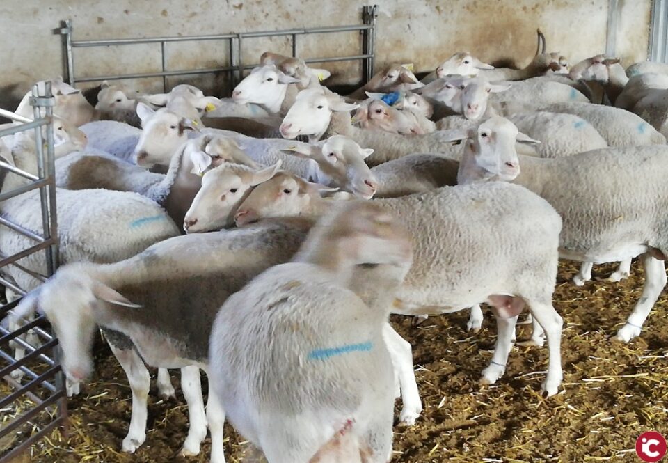 LA UNIÓ pide cambios en las ayudas para los productores de ovino-caprino porque quedarían fuera gran parte de los ganaderos de la Comunitat Valenciana