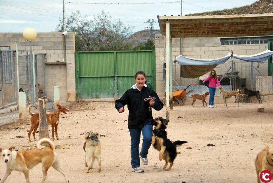 La Protectora de Animales de Villena sigue funcionando