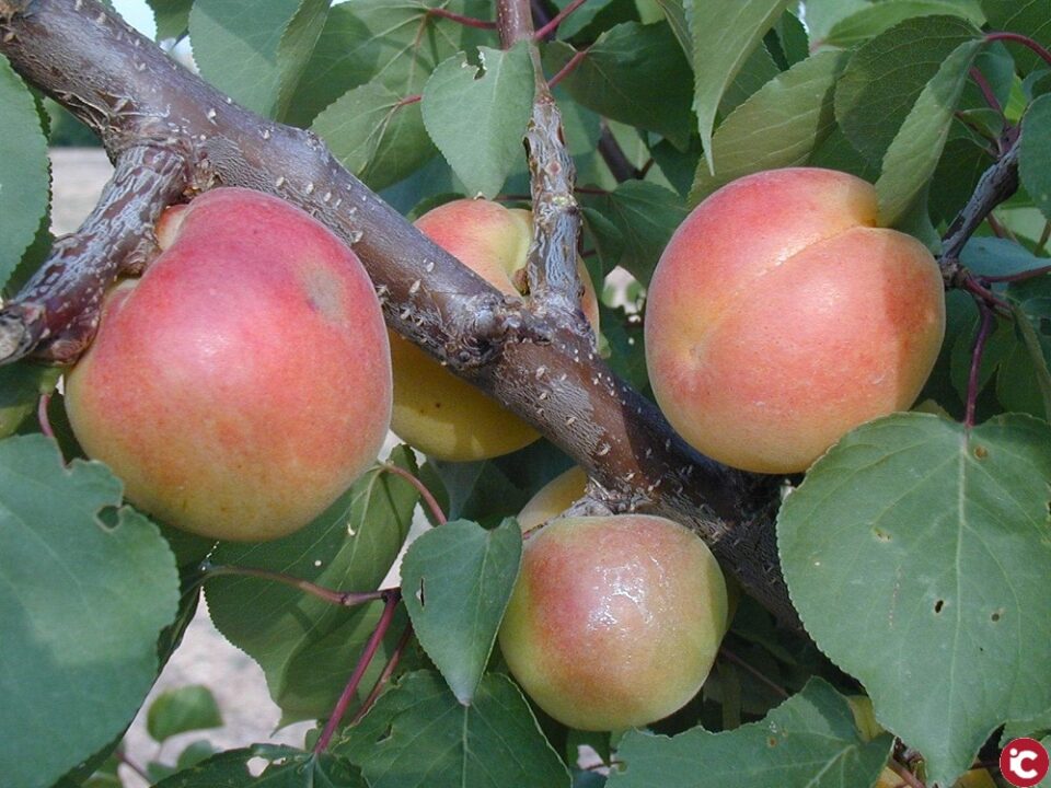 La mala climatología de los últimos meses provoca un descenso del 34 % en la cosecha de fruta de verano en la provincia y unas pérdidas de más de 4 millones de euros