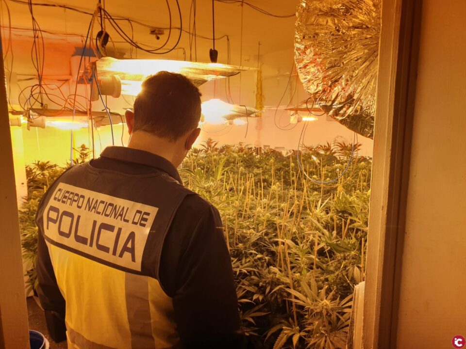 La Policía Nacional desmantela un cultivo de marihuana en la zona norte de la ciudad de Alicante