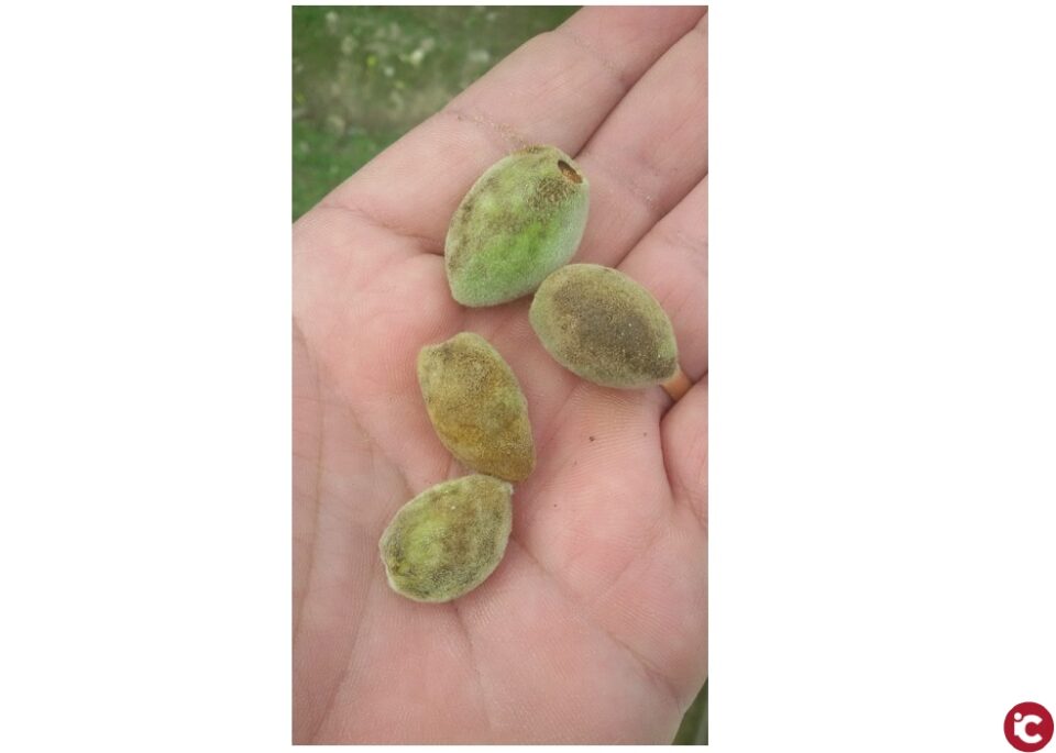 LA UNIÓ de Llauradors alerta d'un possible augment de costos de fins al 25% en la pròxima collita d'ametla en la Comunitat Valenciana