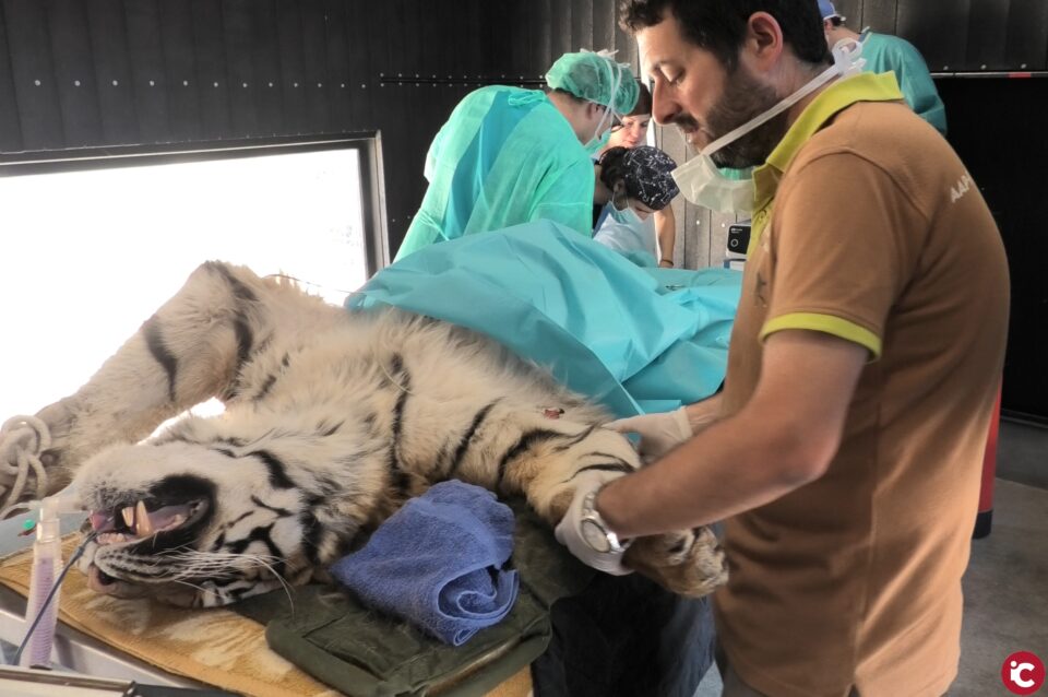 AAP Primadomus: Desmontando Tiger King: ¿Qué opina el veterinario de AAP Primadomus de la serie Tiger King?