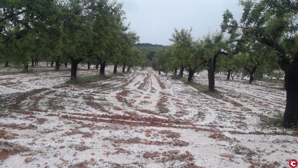 LA UNIÓ informa que el pedrisco del fin de semana deja unas pérdidas en el campo valenciano de más de 9 millones de euros