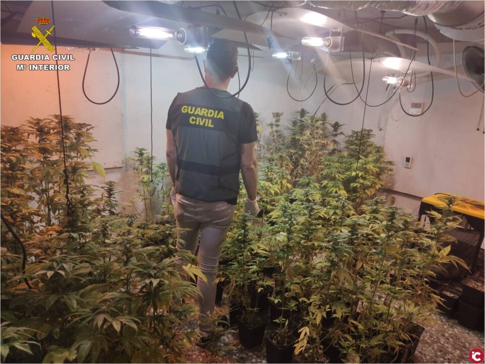 La Guardia Civil desmantela una plantación de marihuana en Hondón de los Frailes