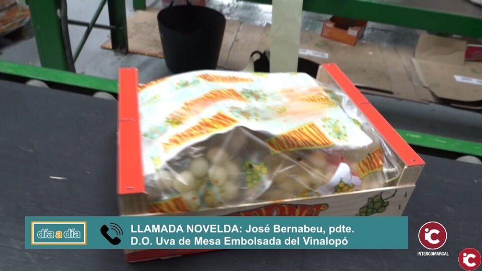 La Uva de Mesa del Vinalopó sufre las consecuencias de las últimas lluvias