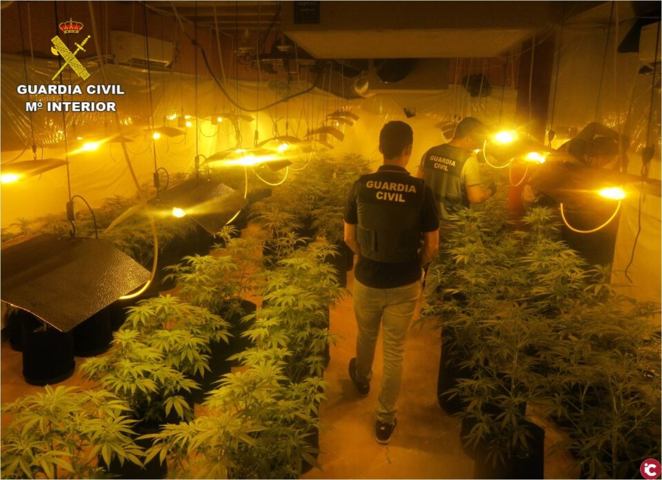 La Guardia Civil detiene en Ibi a un hombre por cultivar marihuana en sus dos viviendas