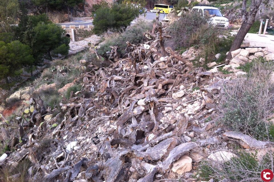 Medio Ambiente inicia la limpieza de chumberas de la ladera del cerro de La Mola