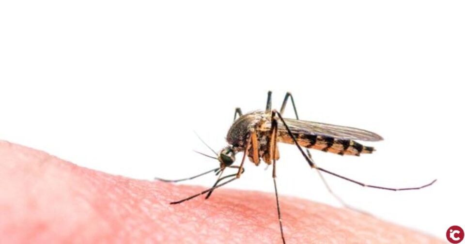 La concejalía de Medio Ambiente ofrece formación contra los mosquitos en Las Virtudes