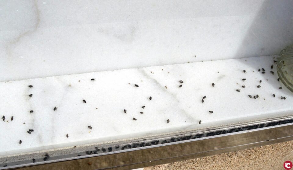 CIUDADANOS SAX: "Olores y deficiencias en el cementerio de Sax"