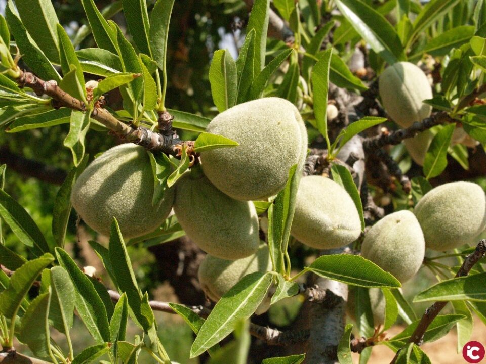 LA UNIÓ de Llauradors informa que la collita d'ametla serà un 11% més baixa en la Comunitat Valenciana que la passada campanya