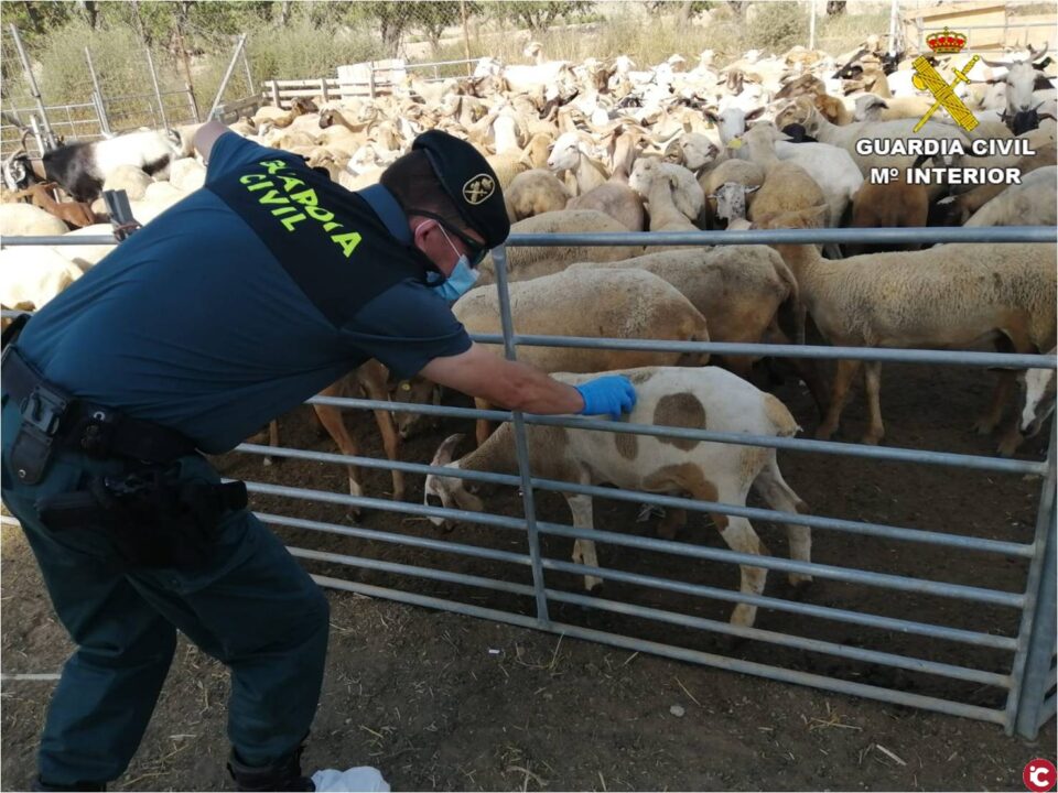 La Guardia Civil investiga la procedencia ilegal de cerca de 200 cabezas de ganado en una explotación ganadera de Alicante