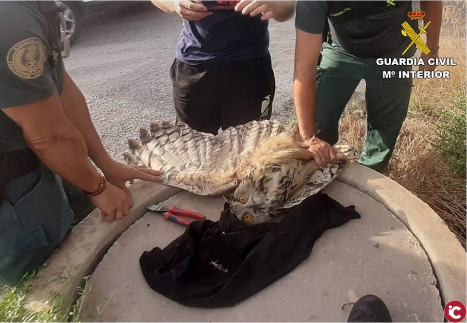 La Guardia Civil salva a un búho real enganchado por el ala a un alambre de espinos