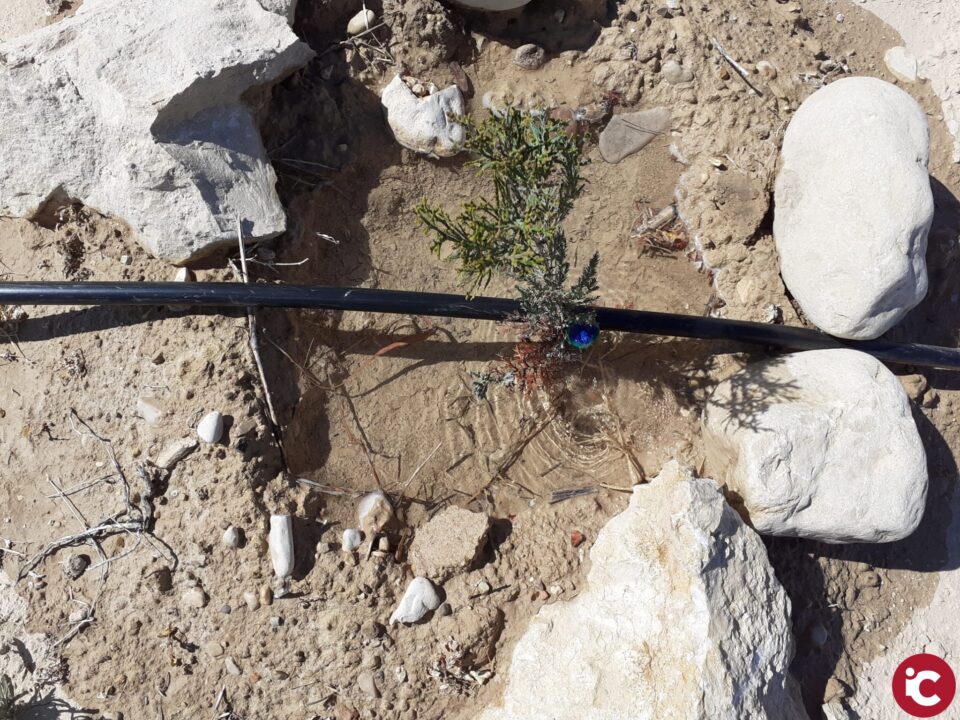 El riego por goteo en la plantación del "Día del árbol" es ya una realidad