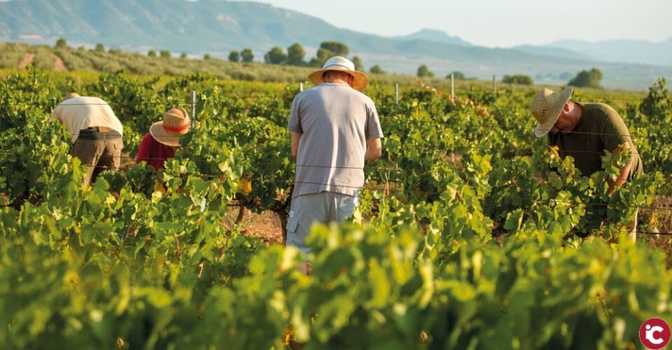 Una nueva vendimia comienza en Alicante