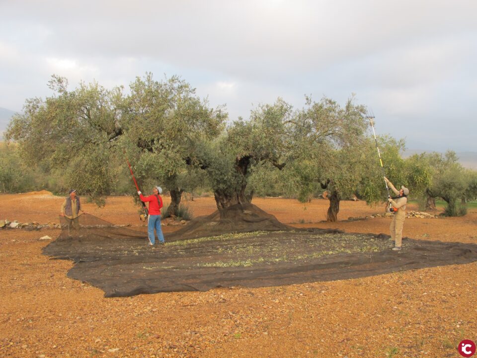 LA UNIÓ considera que la proposta del MAPA sobre la norma de comercialització per a l'oli no solucionarà la crisi i facilita l'especulaci