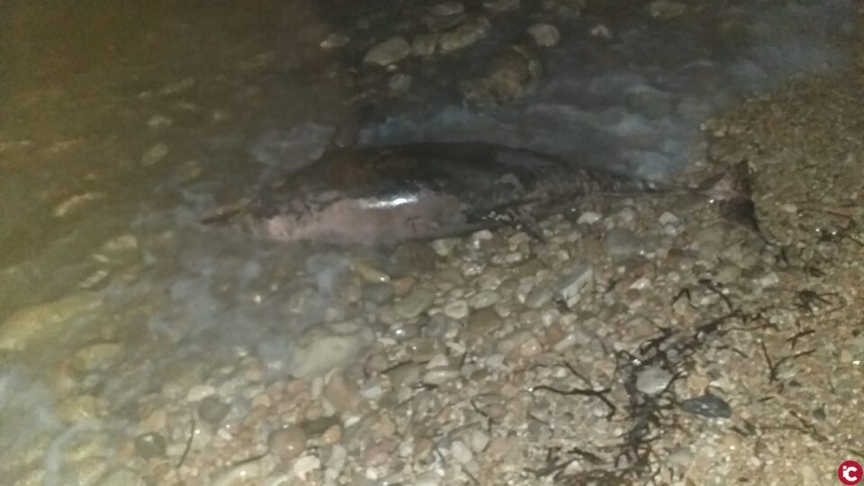 Hallada un delfín muerto en el Rincón de la Zofra