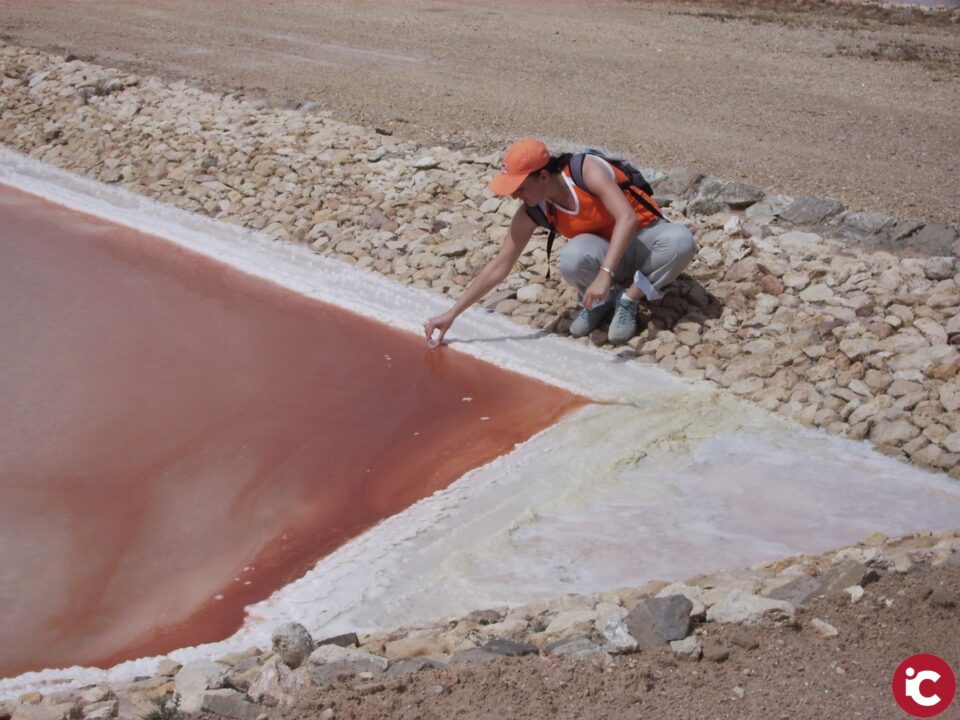 Los microorganismos presentes en las salinas de Villena