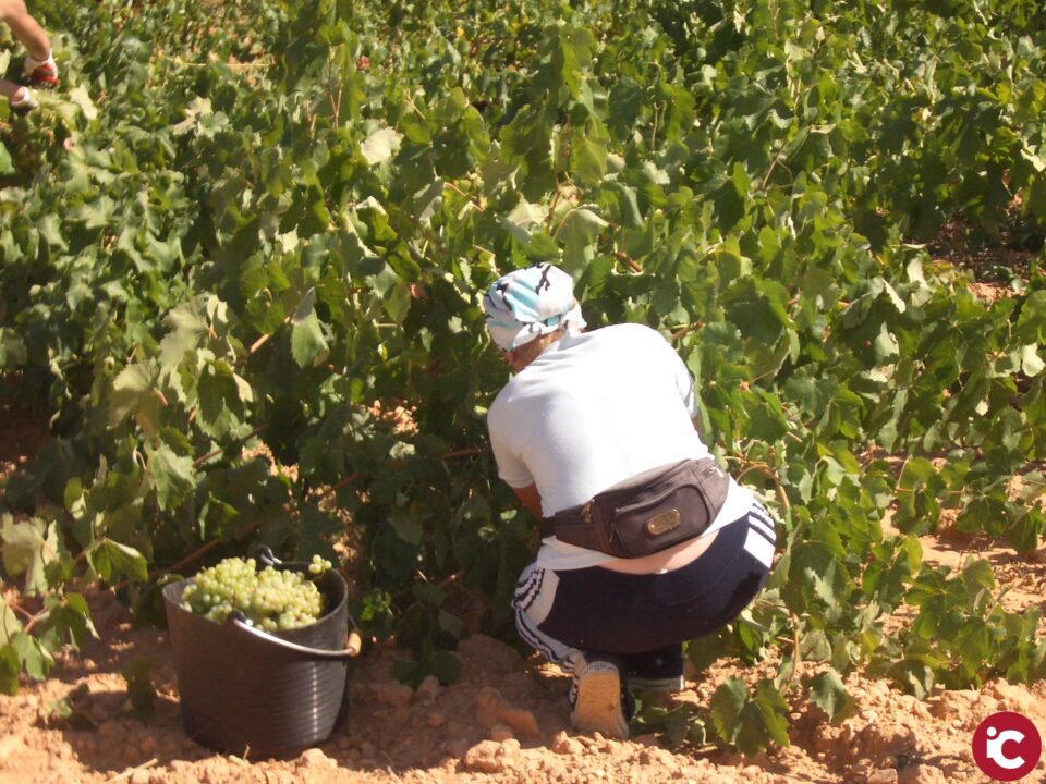 LA UNIÓ de Llauradors denuncia que la campanya de la verema es generalitza sense preus per als productors de la Comunitat Valenciana