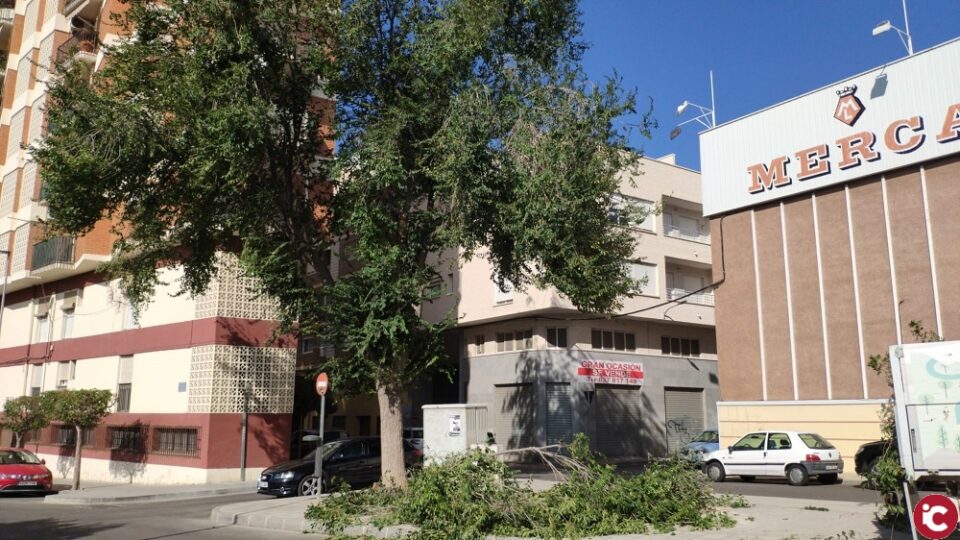 El fuerte viento provoca la caída de ramas en varios puntos de la ciudad