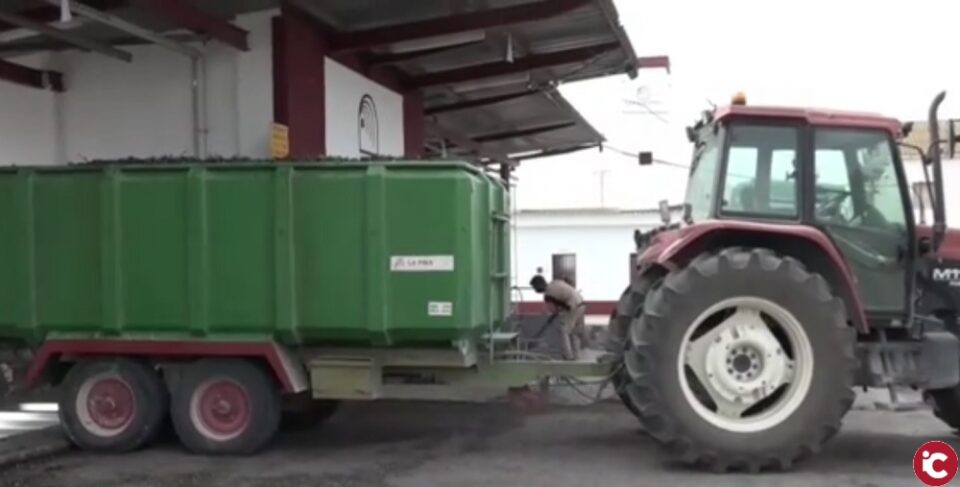 La Bodega Las Virtudes inicia la vendimia de Monastrell