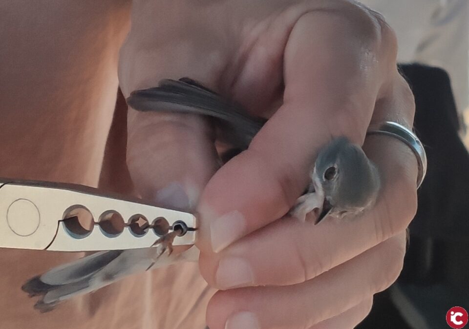 Aforo completo en la conmemoración del "Día Mundial de las Aves"