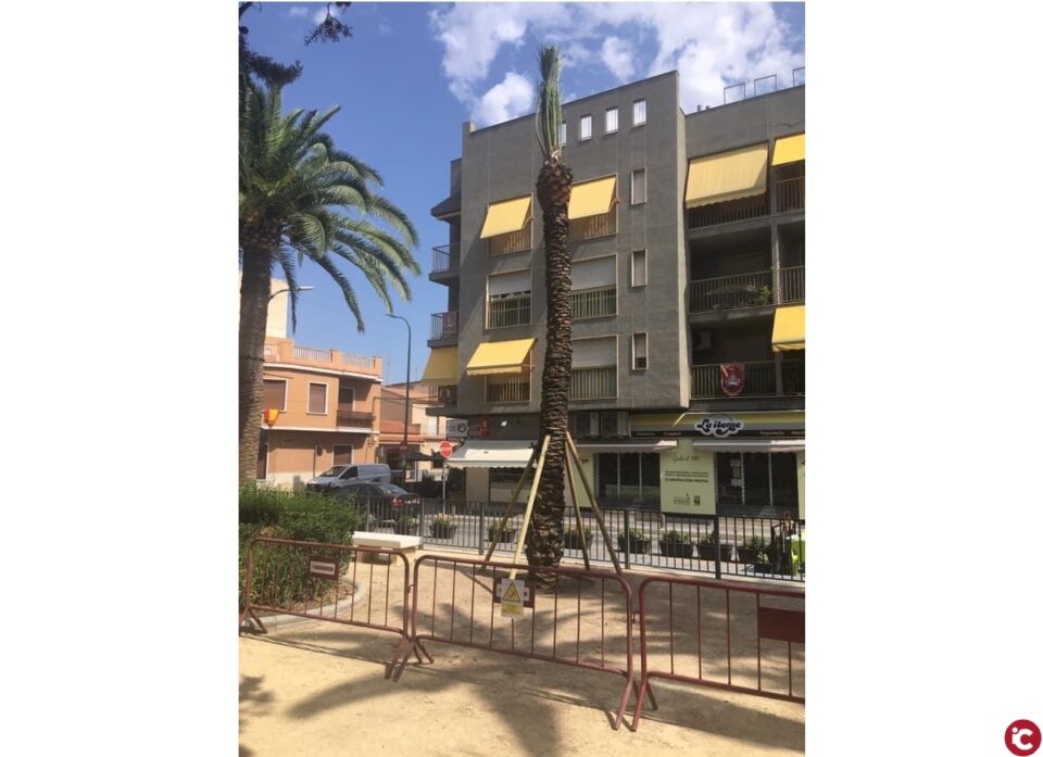 El Ayuntamiento de Aspe planta en total 7 palmeras datileras en el Parque Doctor Calatayud y en Av. Constitución y San José