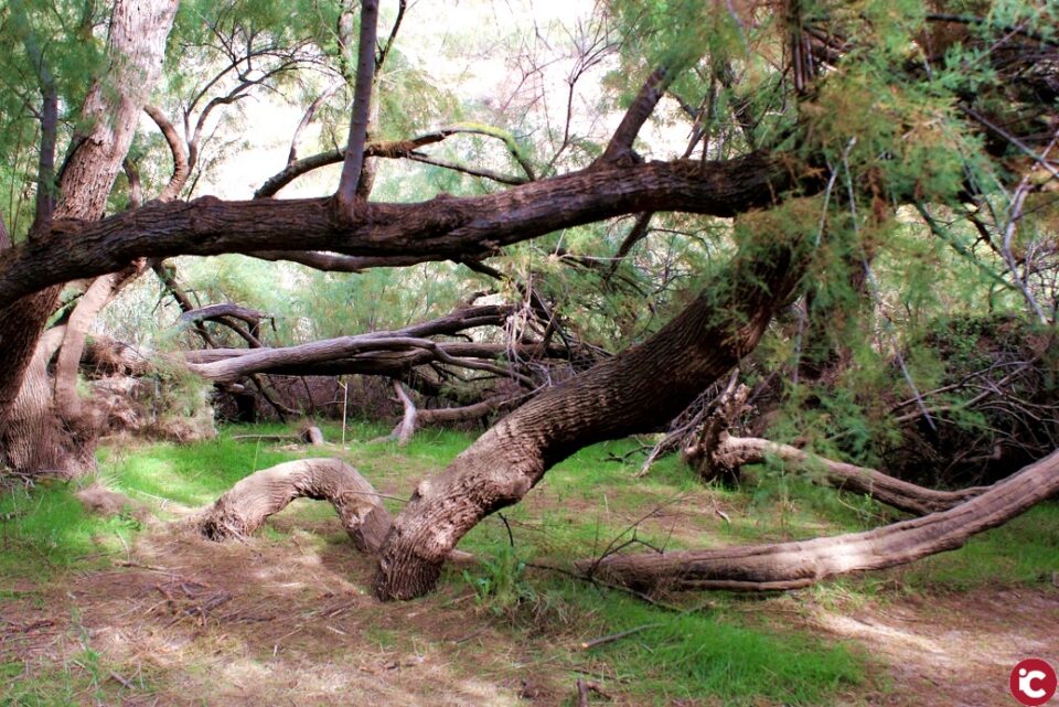 Los Ayuntamientos de Elda y de Petrer inician un estudio para la declaración del Pantano de Elda como Paraje Natural Municipal