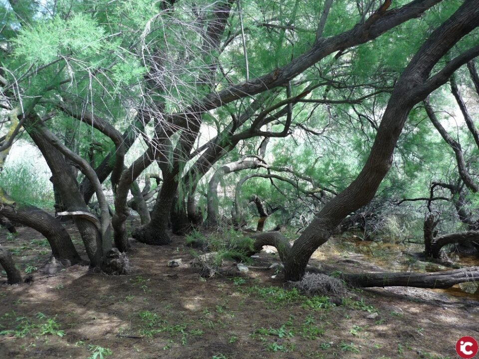 Elda y Petrer trabajan conjuntamente para declarar El Pantano como Paraje Natural Municipal