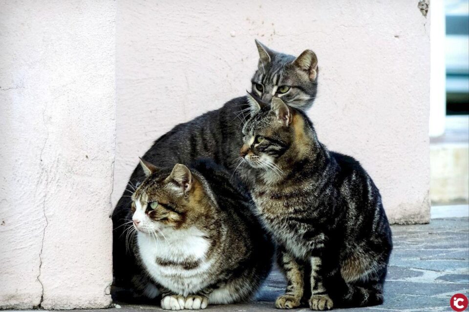 La Diputación concede 3.500 euros para esterilizar y desparasitar gatos callejeros en El Campello