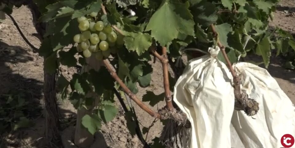 Visitamos la Cooperativa del Campo Sant María Magdalena de Novelda
