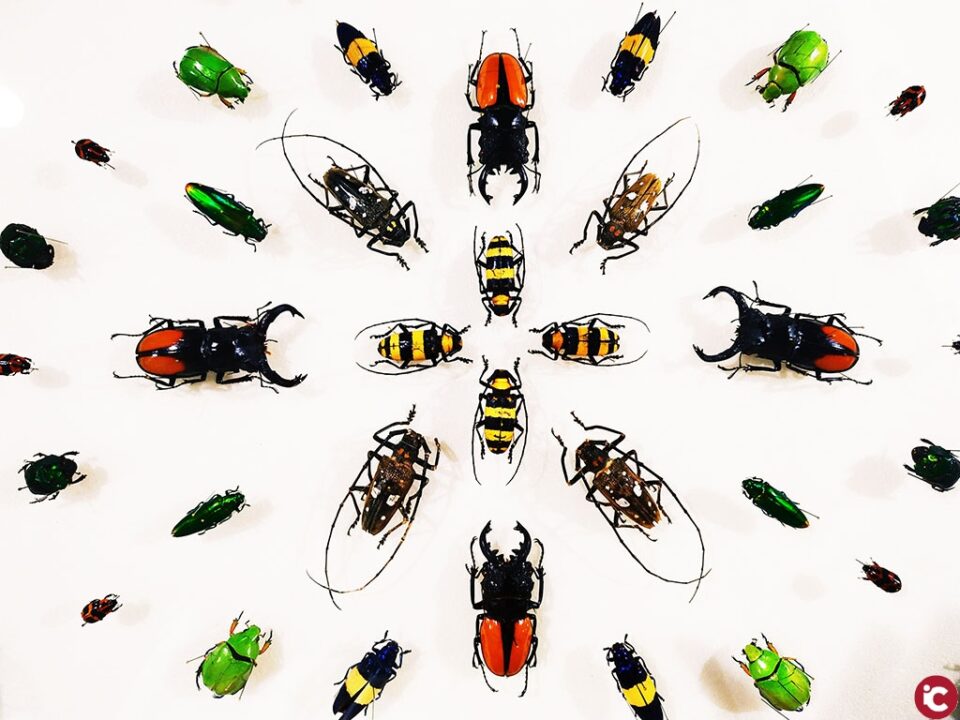 La Universitat d'Alacant se suma a la campanya "Sense insectes no hi ha vida"