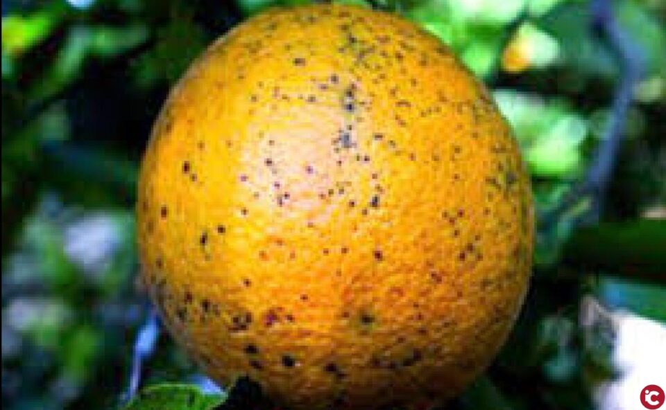 LA UNIÓ informa que les intercepcions de cítrics de tercers països amb plagues són fins a octubre un 66% més altes que l'any passat