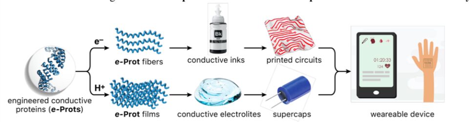 Investigadors de la UA treballen en el desenvolupament dispositius bioelectrònics que s'imprimeixen sobre teixits o es col·loquen directament a la pell