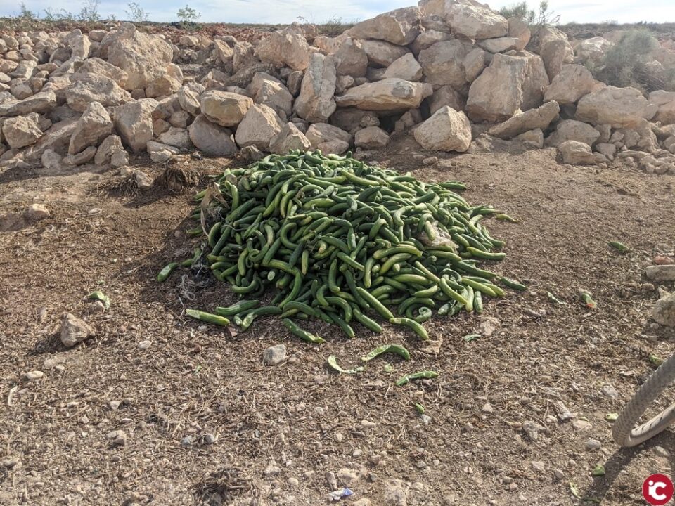 Una investigación de la UA publicada en Nature Food calcula el coste ambiental de tirar hortalizas