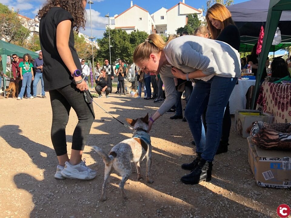 El Ayuntamiento comienza a trabajar en la creación de un albergue municipal de animales