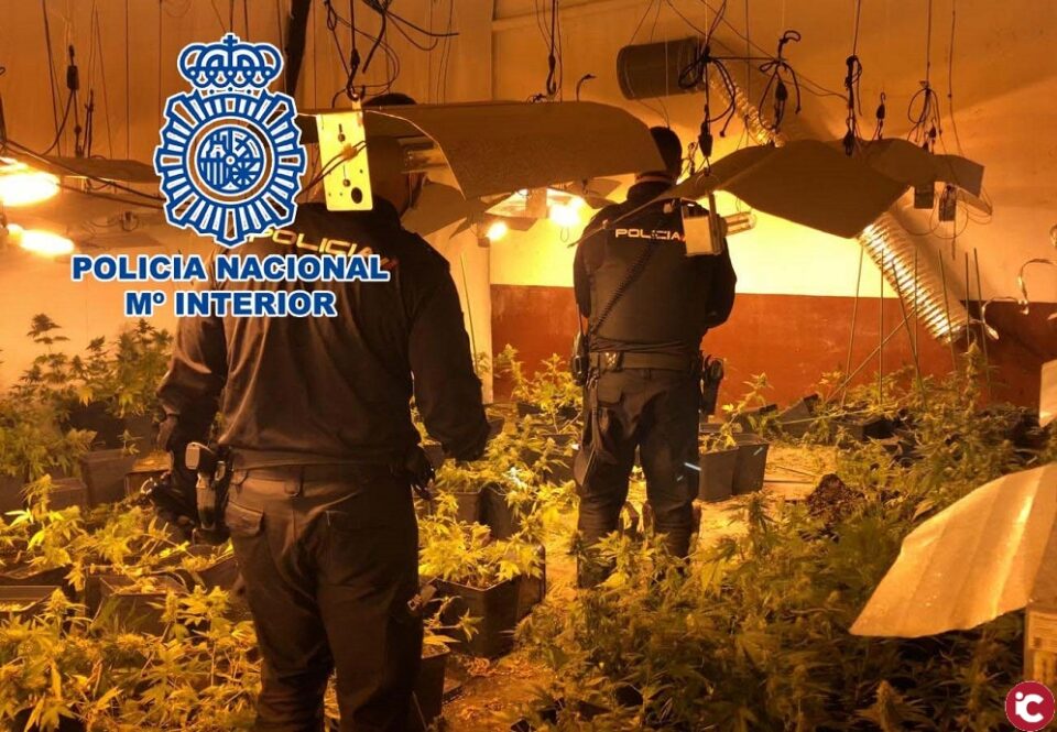 La Policía Nacional desmantela un cultivo de marihuana y detiene a cuatro personas en Alcoy