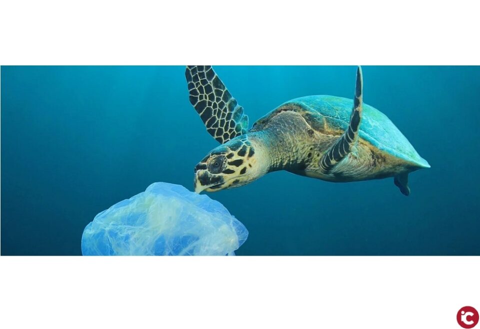 El concurs Mares Circulares premia l'empresa emergent FYCH de la Universitat d'Alacant per les seues solucions a les deixalles marines